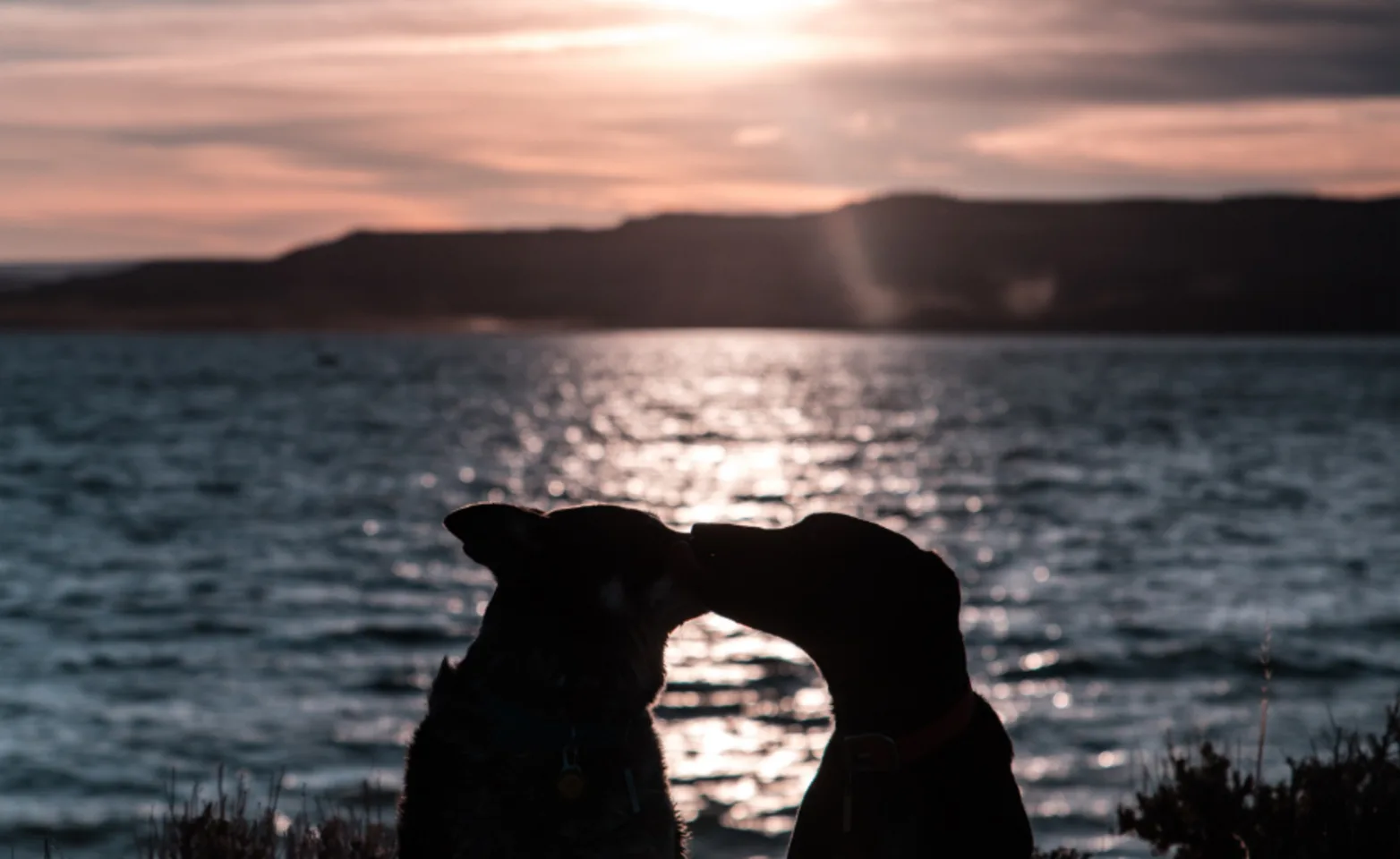 Two dogs kissing with a sunset behind them